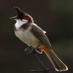 image of bird