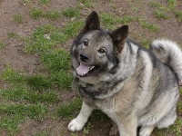 image of norwegian_elkhound #32