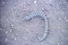 image of alligator_lizard