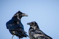 image of animal