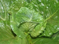 image of damage_to_cabbage_leaves
