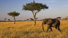 image of savanna