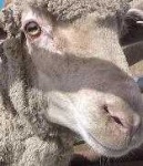 image of animal