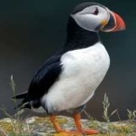 image of bird