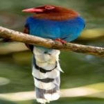 image of bird