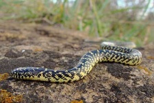 image of king_snake