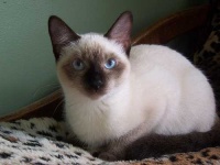 image of siamese #9