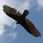 image of vulture