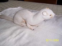 image of weasel