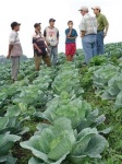 image of head_cabbage