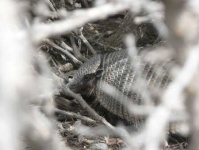 image of armadillo