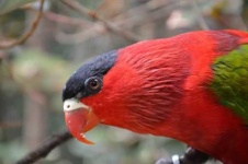 image of lory