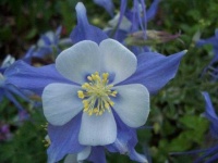 image of flower