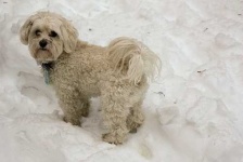 image of animal