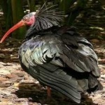 image of northern_bald_ibis #28