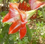 image of flower