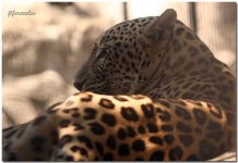 image of jaguar_car