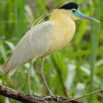 image of bird
