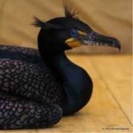 image of bird