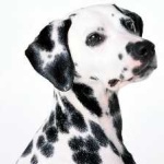 image of animal