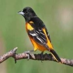 image of bird