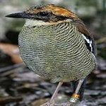 image of bird