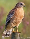 image of hawk