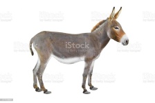 image of donkey #9