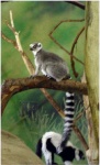 image of madagascar_cat