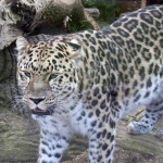 image of animal