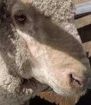 image of animal