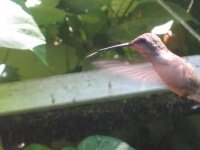 image of hummingbird