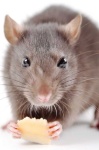 image of rat #25