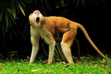 image of patas