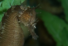 image of seahorse #29