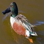 image of northern_shoveler