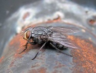 image of fly