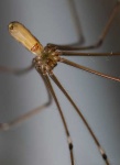 image of harvestman