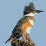 image of bird