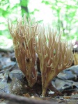 image of coral_fungus