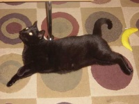 image of animal