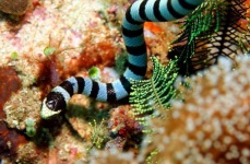 image of sea_snake
