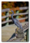 image of little_blue_heron