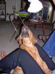 image of bloodhound