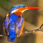 image of bird