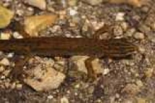 image of common_newt #1