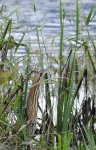 image of bittern
