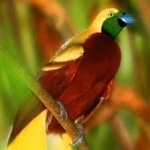 image of bird