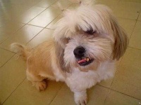 image of lhasa