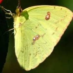 image of animal
